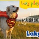 I am Superdog!