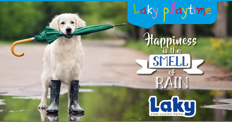 Happiness is the smell of the rain!