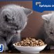 Laky χρήσιμες συμβουλές: Μέθοδος ταΐσματος της γάτας.