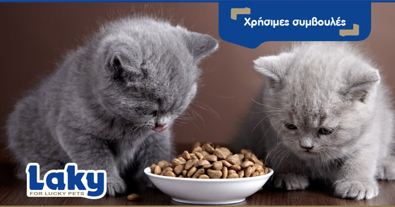 Laky χρήσιμες συμβουλές: Μέθοδος ταΐσματος της γάτας.